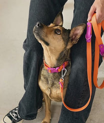 Dog Leash Purple Orange