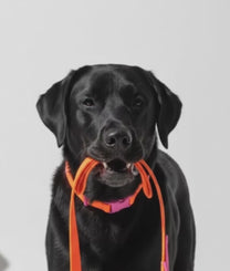 Dog Collar Orange Purple