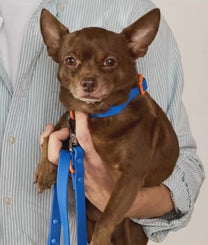 Dog Leash Blue Orange
