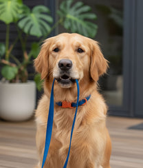 Dog Collar Blue Orange