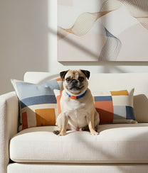 Dog Collar Blue Orange