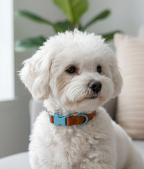 Dog Collar Choco Blue
