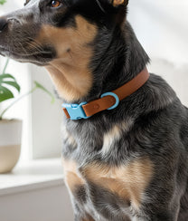 Dog Collar Choco Blue
