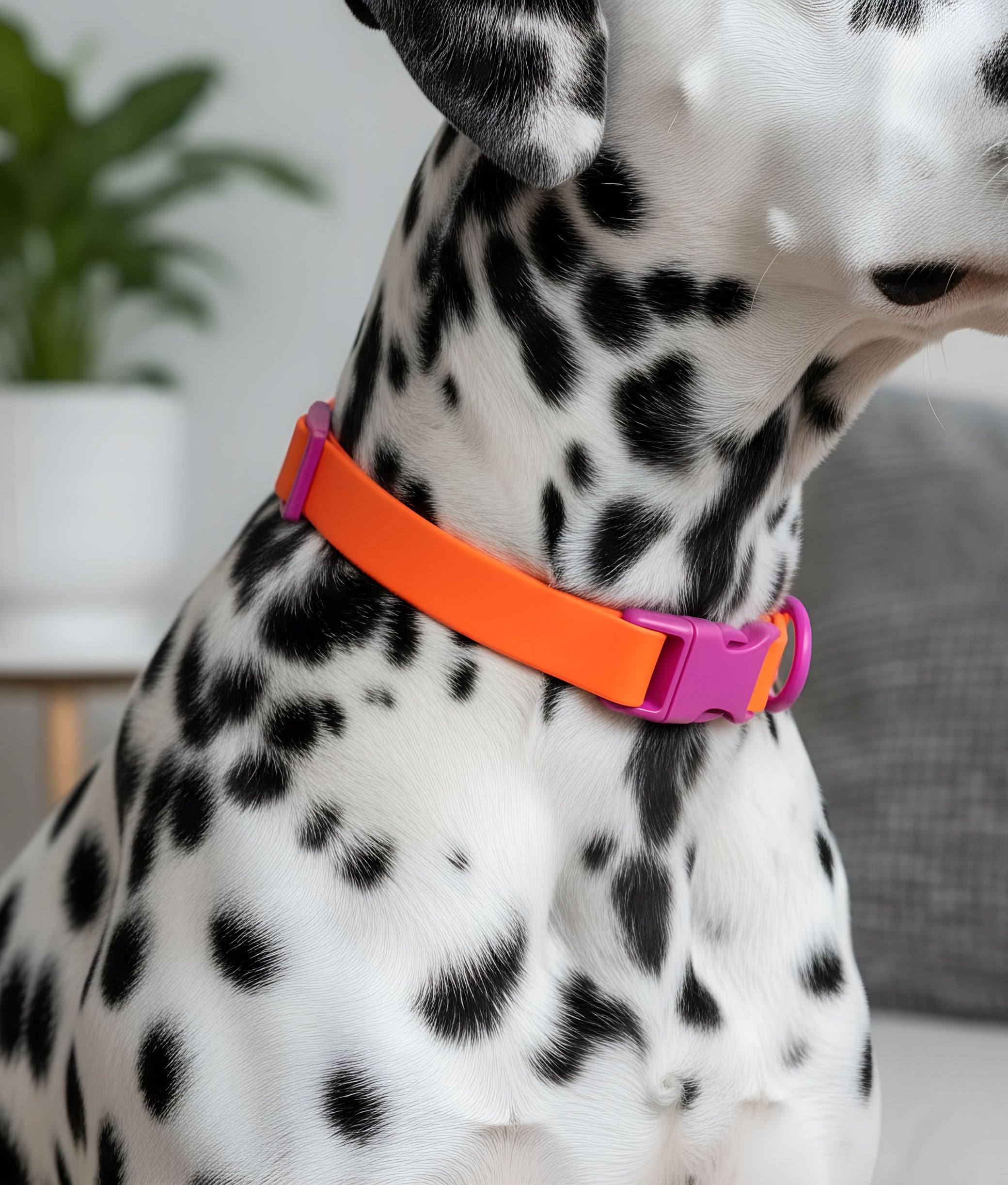 Dog Collar Orange Purple