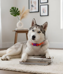 Dog Collar Orange Purple