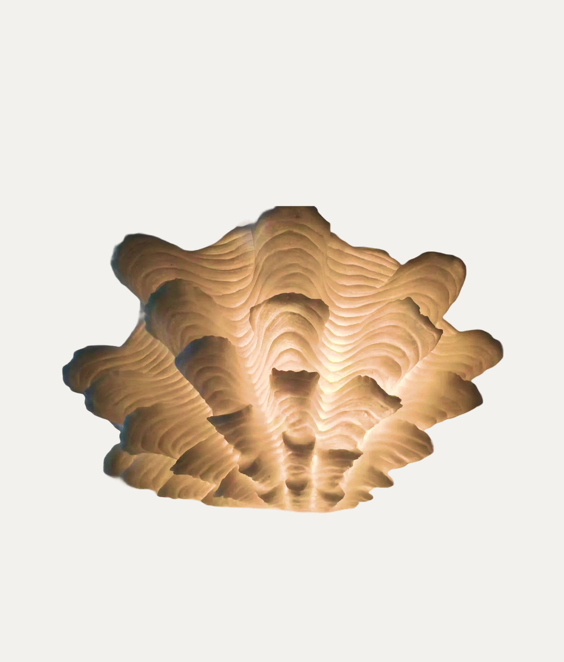 Fluted Clam Coral Lamp