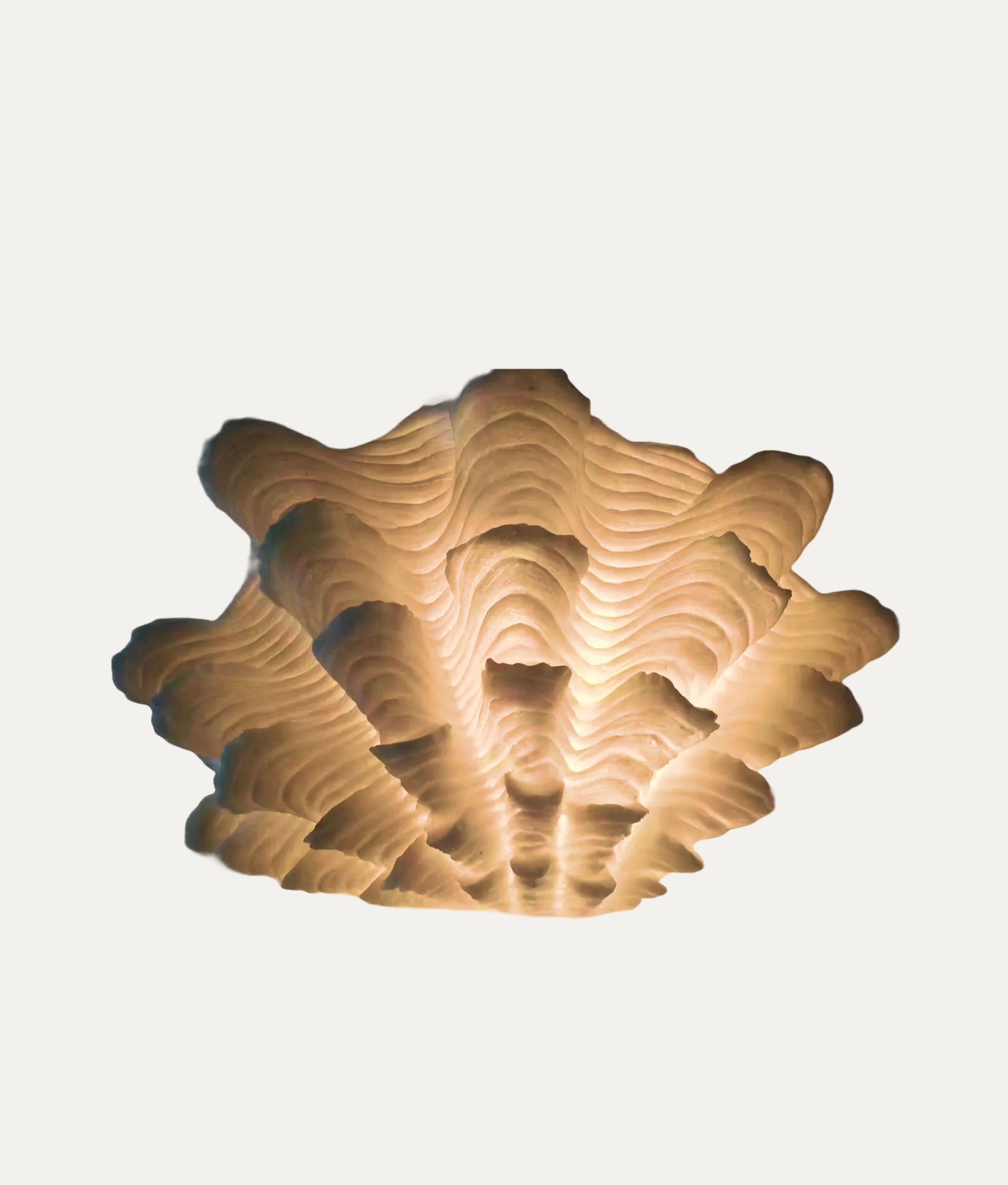 Fluted Clam Coral Lamp