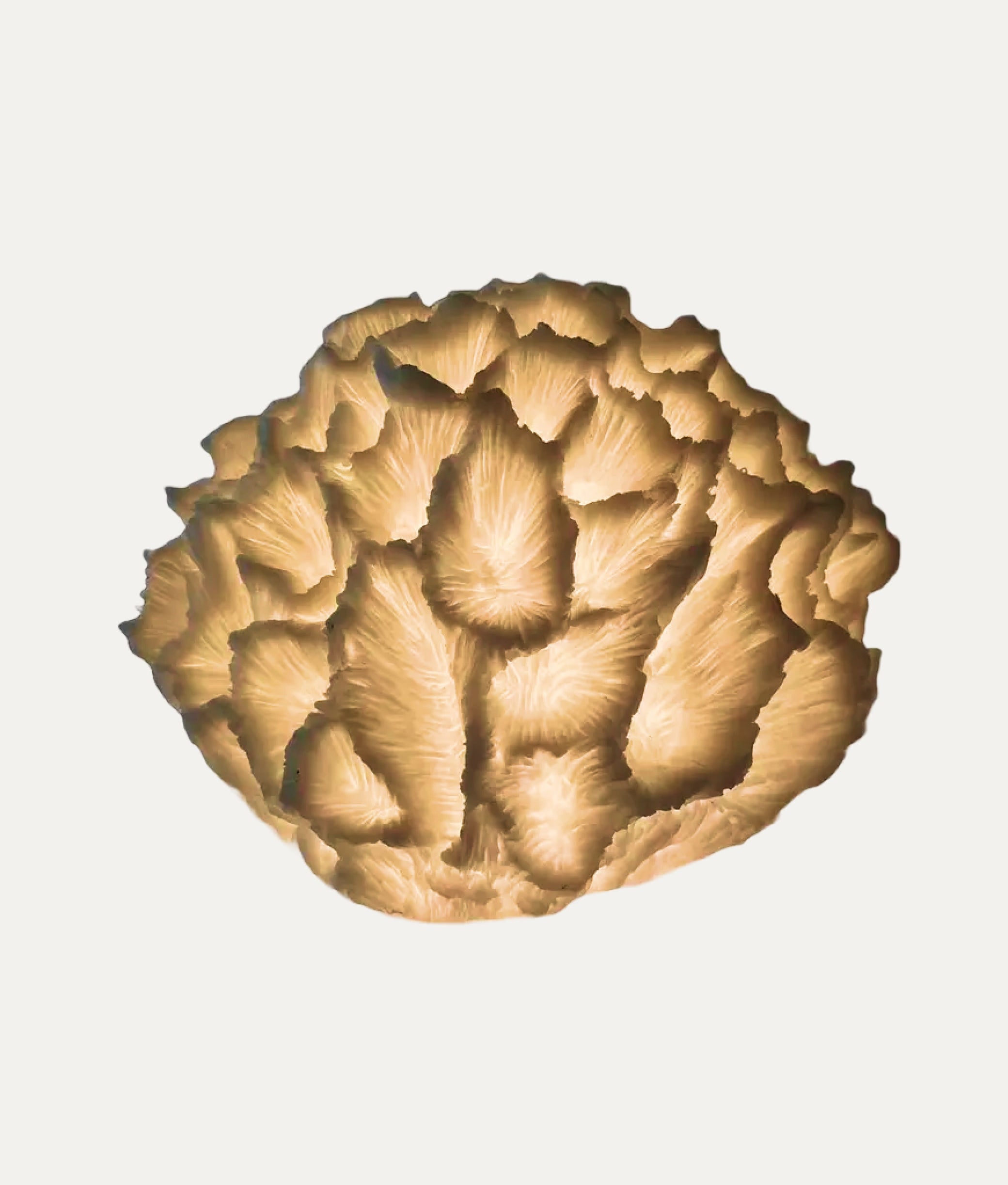 Fossil Coral Lamp
