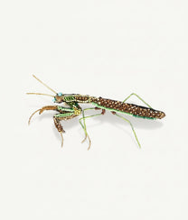 Green Mantis Trovelore Brooch
