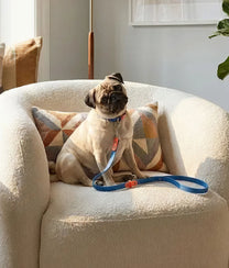 Dog Leash Blue Orange
