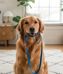 Dog Leash Blue Orange
