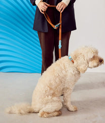 Dog Leash Choco Blue