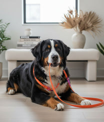 Dog Leash Purple Orange