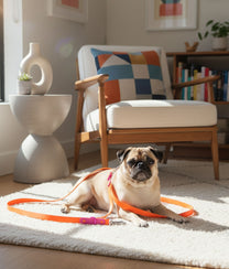 Dog Leash Purple Orange