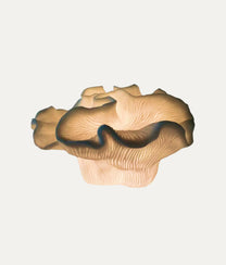 Rose Coral Lamp