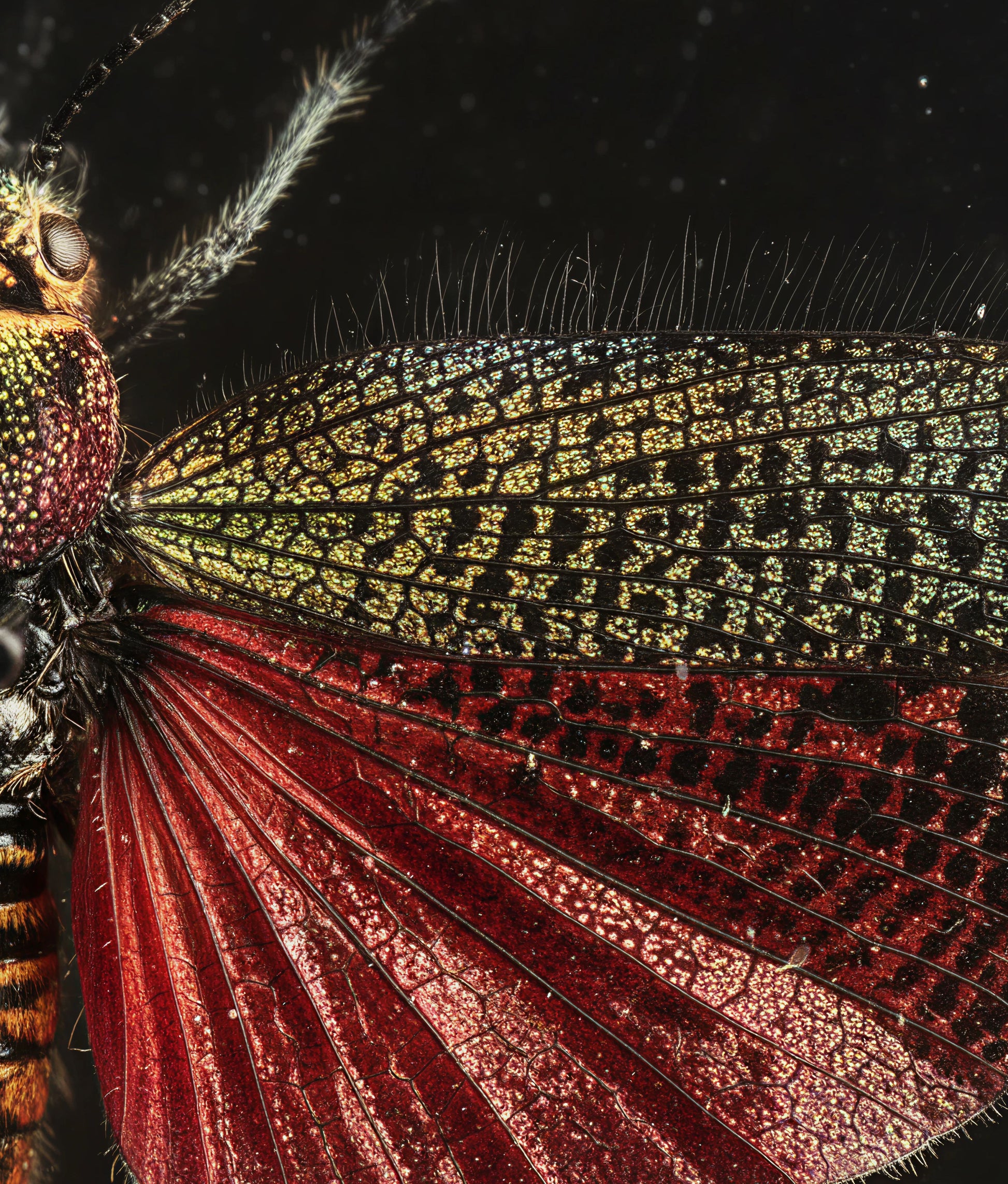 Madagascar Rainbow Locust Taxidermy