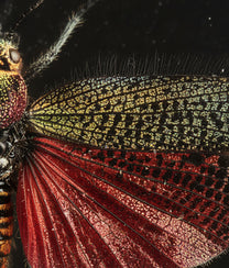 Madagascar Rainbow Locust Taxidermy