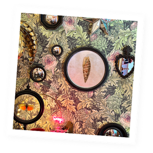 An ornate image of shells from the store.